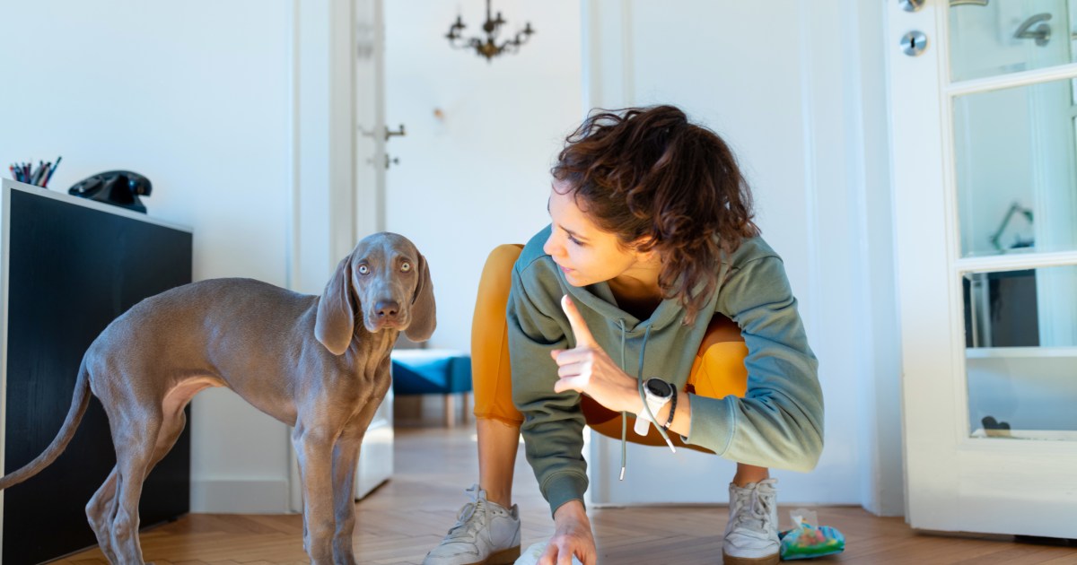 Potty Training a Rescue Dog