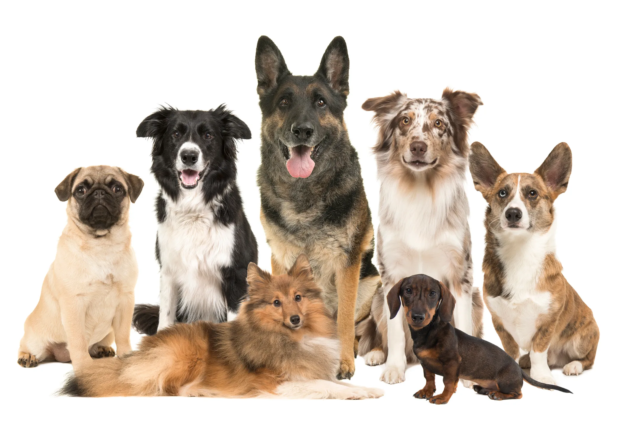 Purebred dog breeds hot sale list