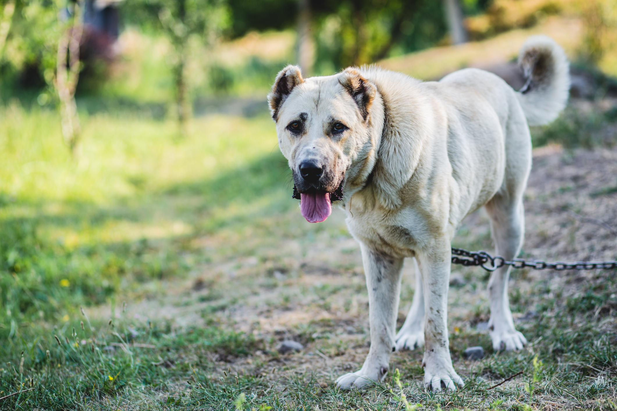 Armenian Gampr Dog Breed Information & Characteristics