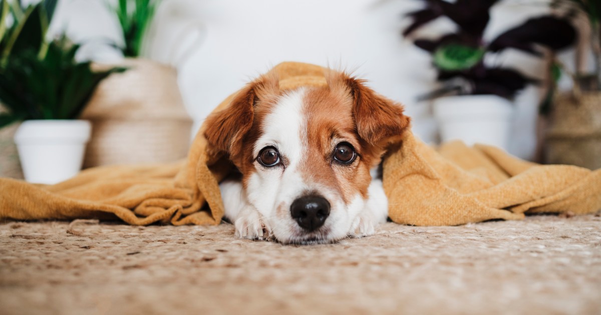 Why Is My Dog Shaking?