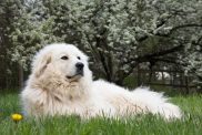 Great Pyrenees lying on lawn looking for visitors.