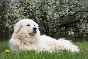 Great Pyrenees lying on lawn looking for visitors.