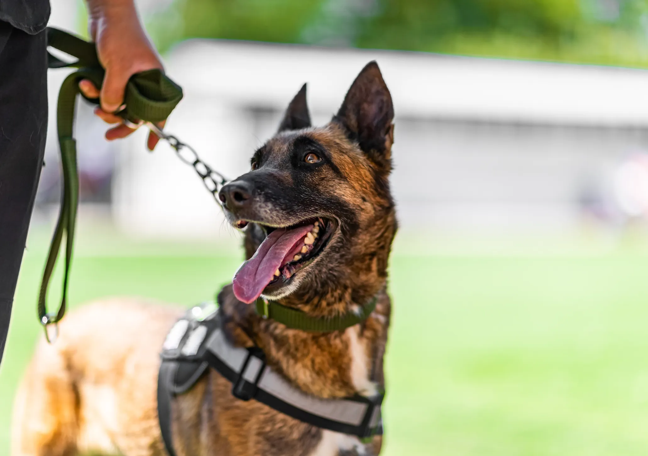 are police dogs trained with shock collars