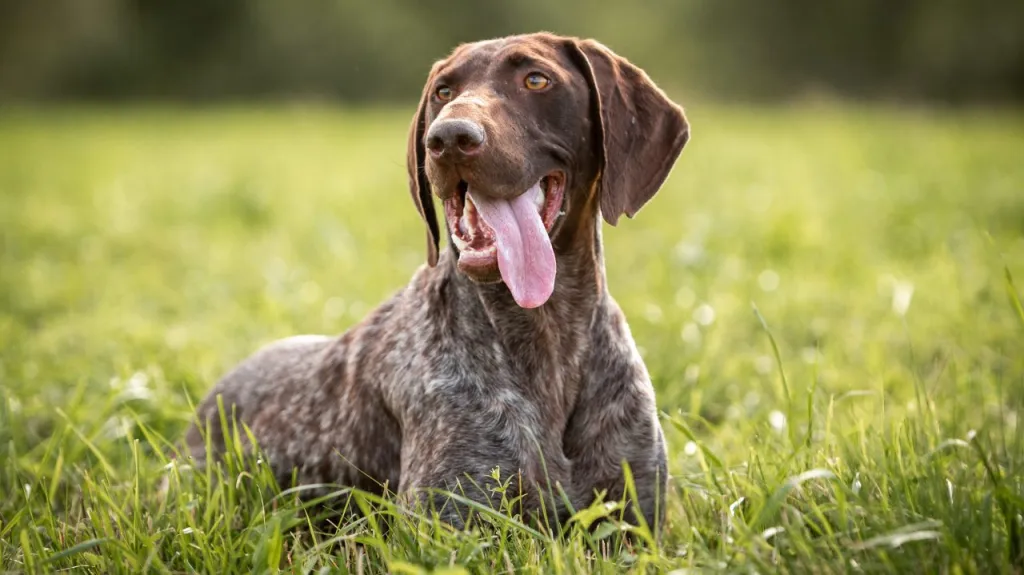 The German Shorthaired Pointer lying down in a field of grass.