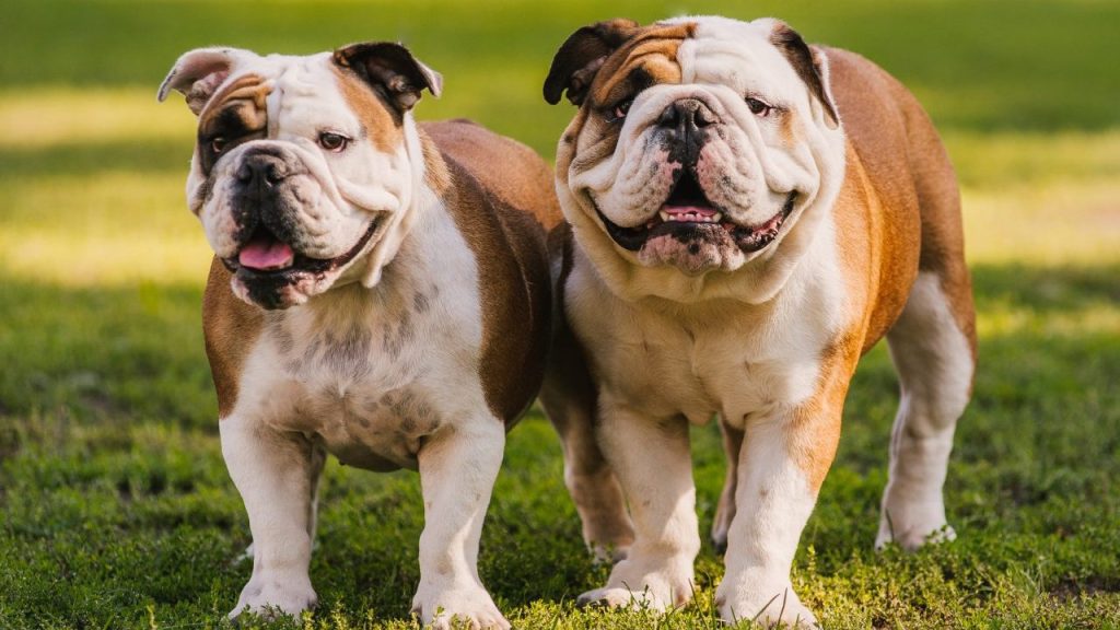 two happy bulldogs outside ready for another dog