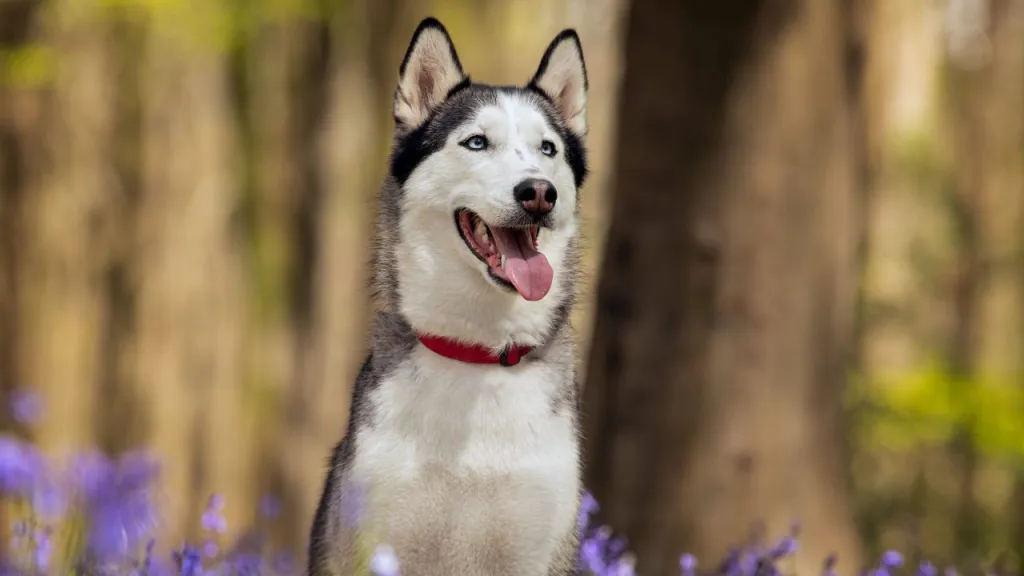 The Siberian Husky is sitting in a forest with purple flowers blurred in the foreground of the image.