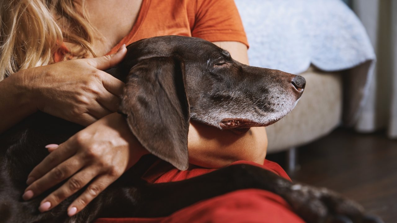 Is In Home Euthanasia Right for Your Dog DogTime