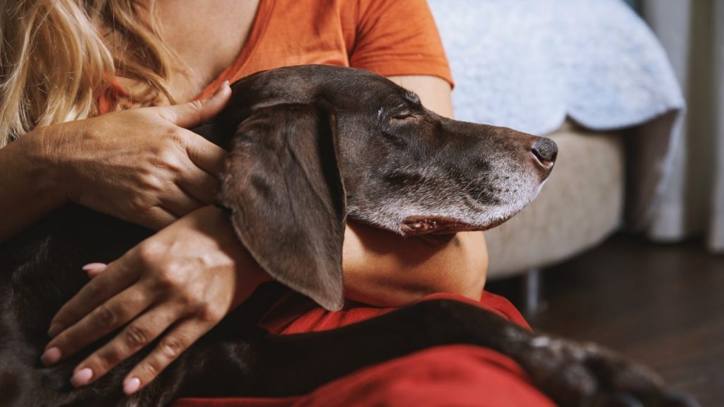 dog sleeping in woman's arms during in-home euthanasia