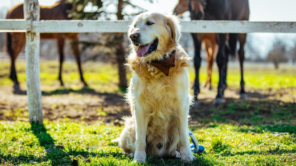 Golden Retrievers sitting on green grass in foreground. Blurred background of white fence and horse legs.