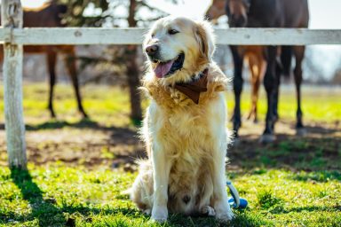Golden Retrievers sitting on green grass in foreground. Blurred background of white fence and horse legs.