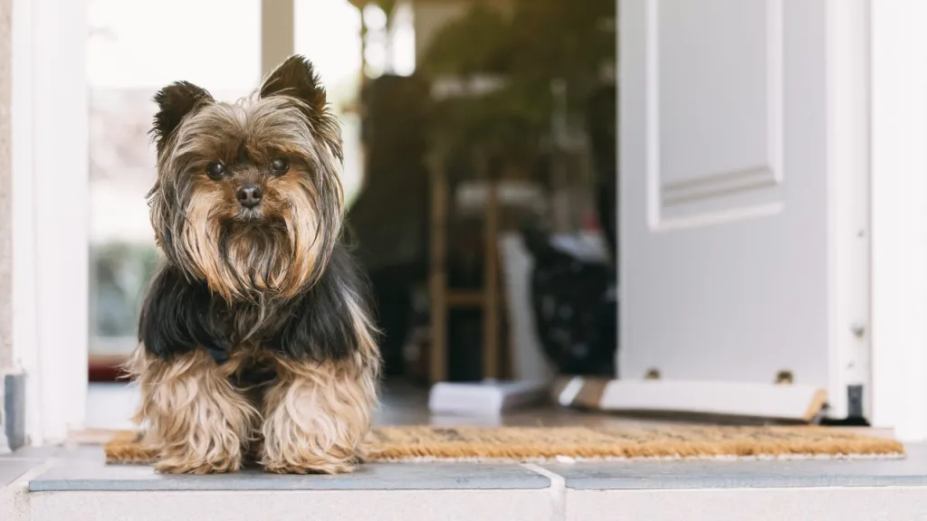 This Yorkshire Terrier knows some tricks to being a well-behaved dog.