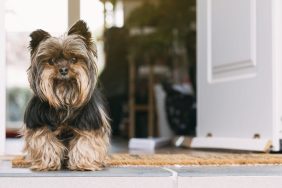 5 Tricks for a Well Behaved Dog  