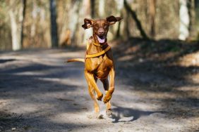 happy dog running off-leash in woods