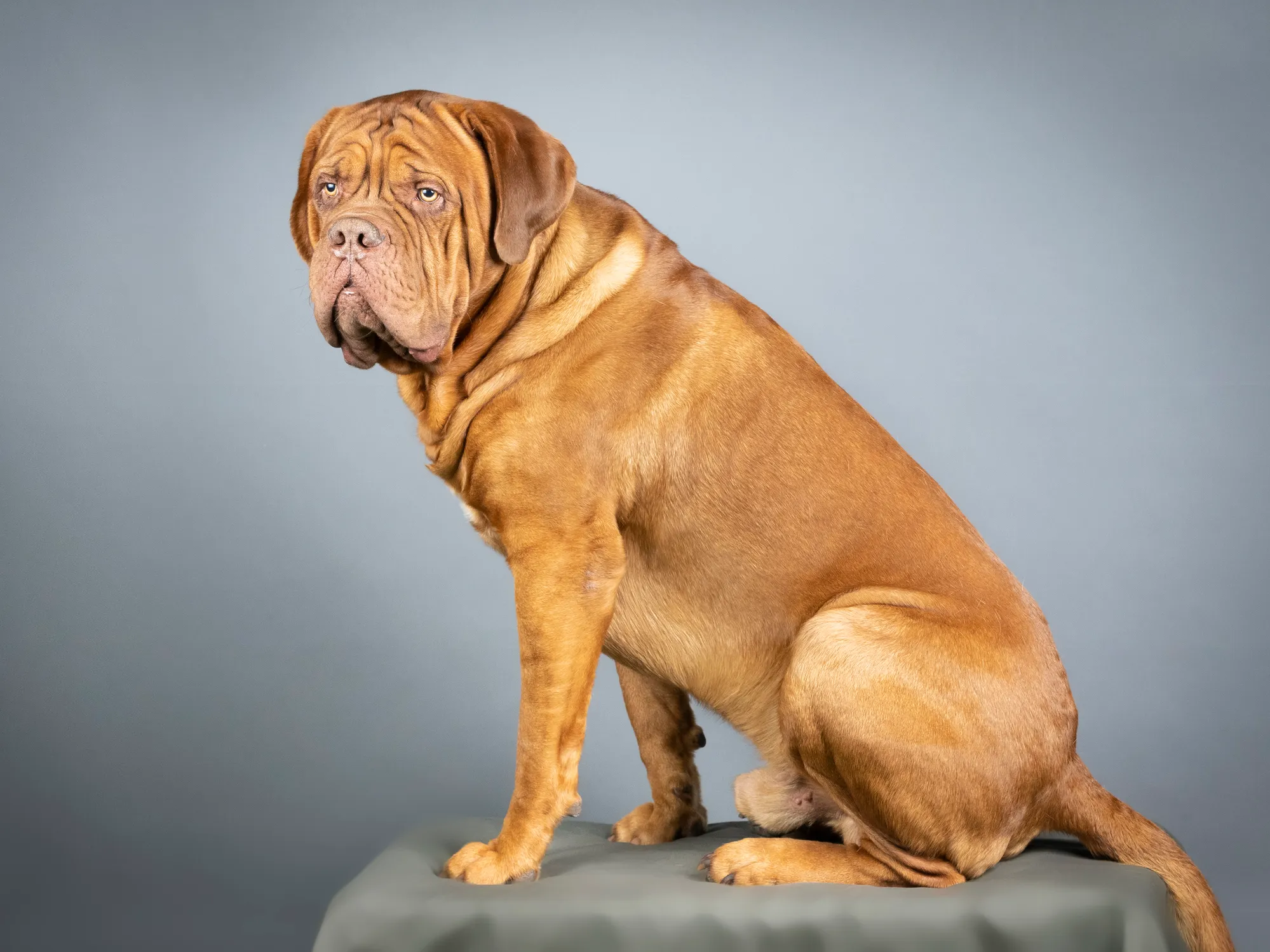 Dogue de bordeaux with best sale other dogs