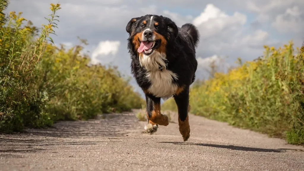 off-leash dog running