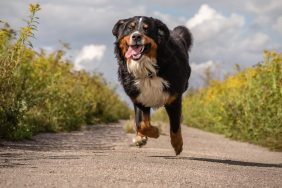 off-leash dog running