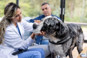 A Great Dane benefits from a home veterinary visit.