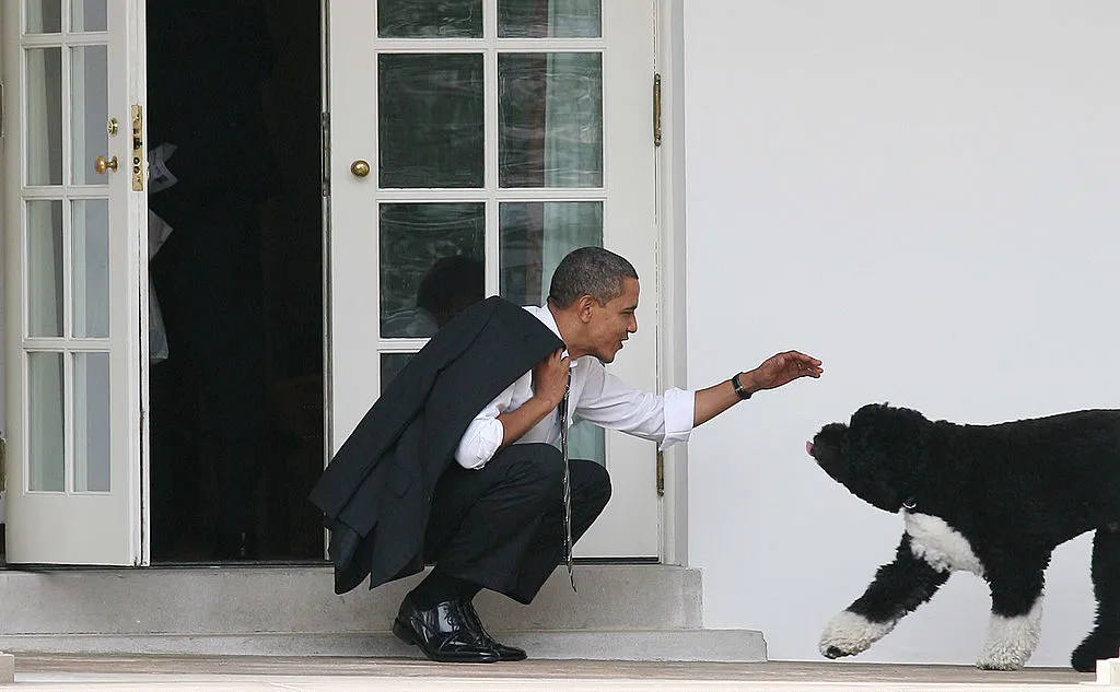 Obama greeting his dog Bo.
