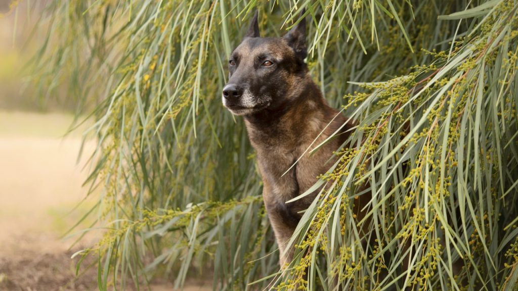 Belgian Malinois dog standing in tall leaves and grasses.