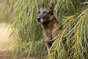 Belgian Malinois dog standing in tall leaves and grasses.