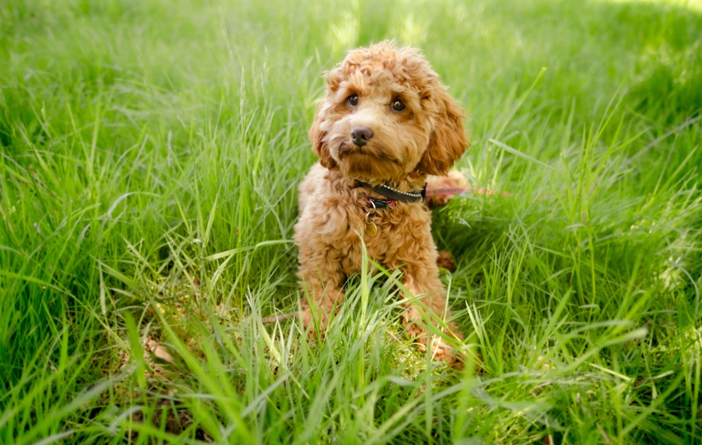 Cavapoo Mixed Dog Breed Information and Characteristics