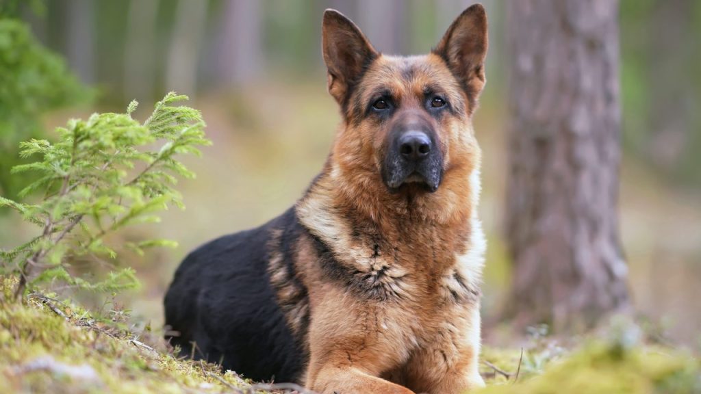 Un berger allemand couché dans une forêt. 