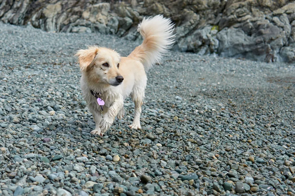 An Alopekis breed dog running outdoors