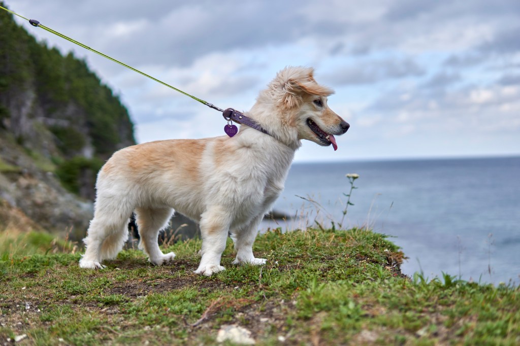 An Alopekis breed dog running outdoors