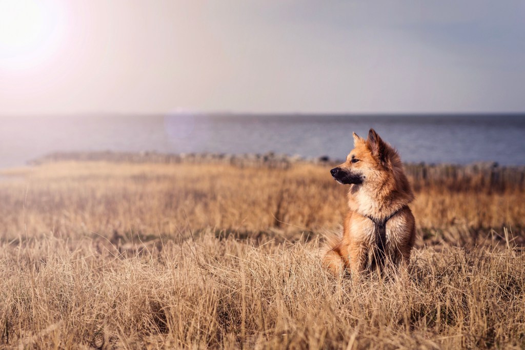 Icelandic Sheepdog in a field