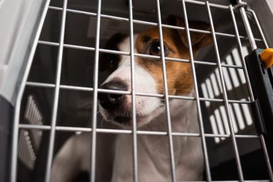 Jack Russell Terrier in dog crate dogs rescued from puppy mill