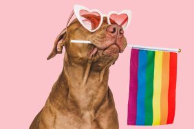 Dog wearing heart sunglasses and holding Pride flag.