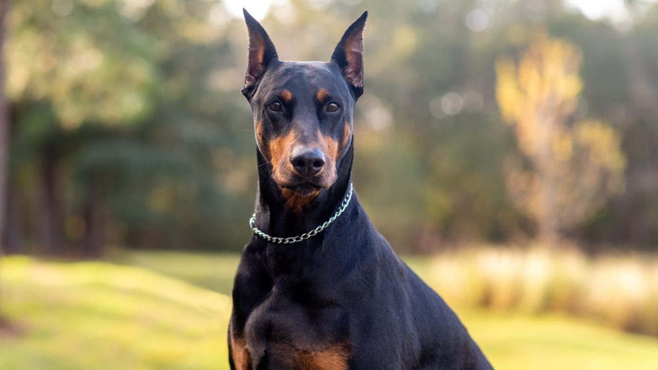 Most Popular Large Dog Breeds