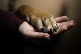 hand holding dog paw what happens to your dog if you die