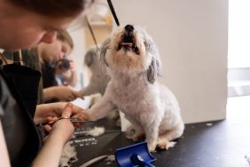 Maltese getting nails trimmed by a dog groomer