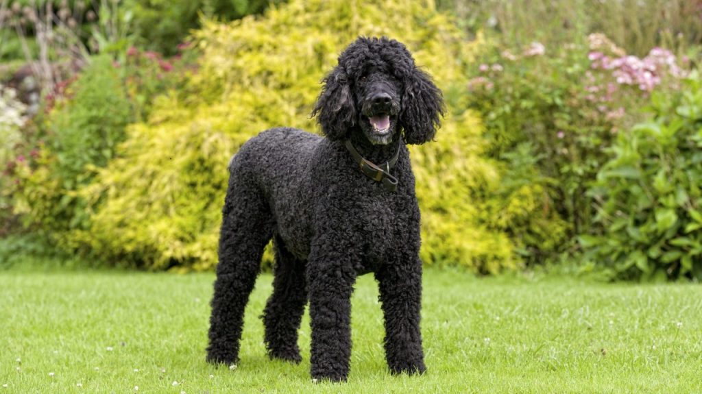 Le caniche royal debout sur une pelouse herbeuse.