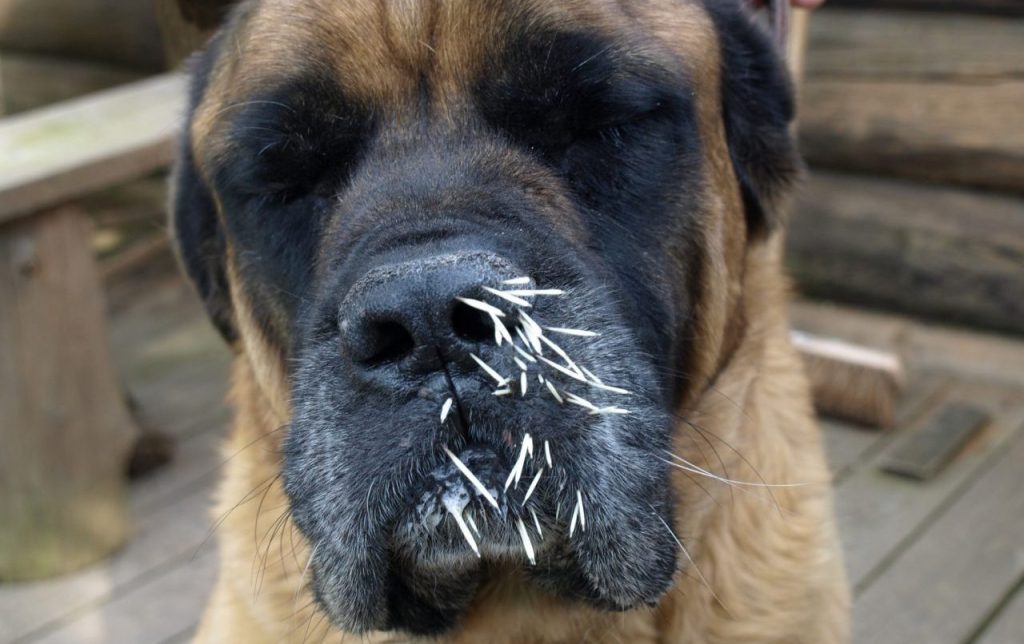 dog with porcupine quills in mouth and nose dog blinded by porcupine