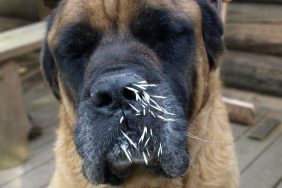 dog with porcupine quills in mouth and nose dog blinded by porcupine