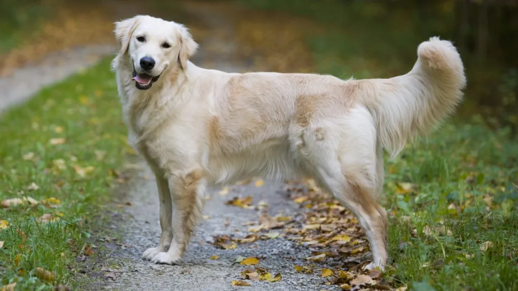 A Golden Retriever standing on a dirt path in a grassy area.