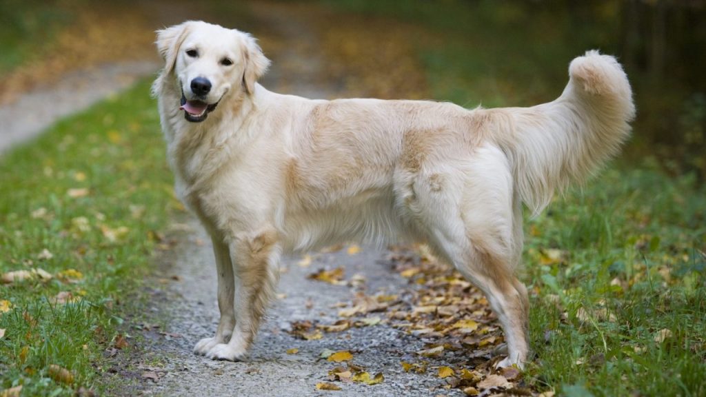 Un Golden Retriever debout sur un chemin de terre dans une zone herbeuse.