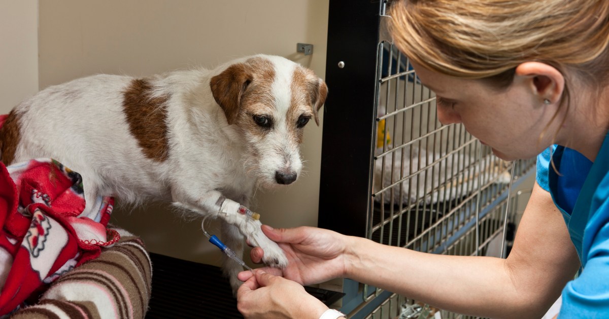 Savannah Shelter Dog Gives Blood, Saves a Dog's Life