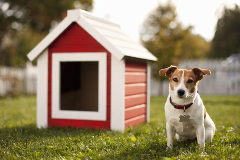 Jack Russell Terrier in front of red dog house guide to dog houses