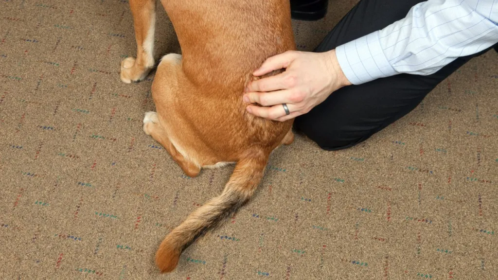 Brown dog receiving chiropractic care on spine.