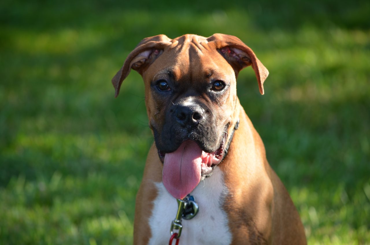 Boxer Rocky Sets Guinness World Record For Longest Dog Tongue