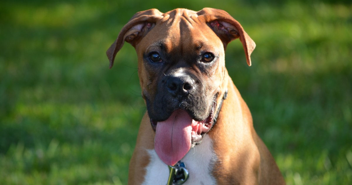 Boxer Rocky Sets Guinness World Record For Longest Dog Tongue