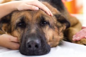 German Shepherd dog at vet dog stabbed in Central Park