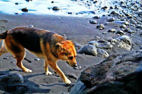 A German Shepherd dog waiting at a rocky beach shore to be rescued by Coast Guard after falling from cliff.