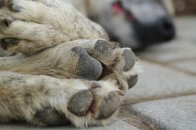 close up of paws of dead dogs on ground