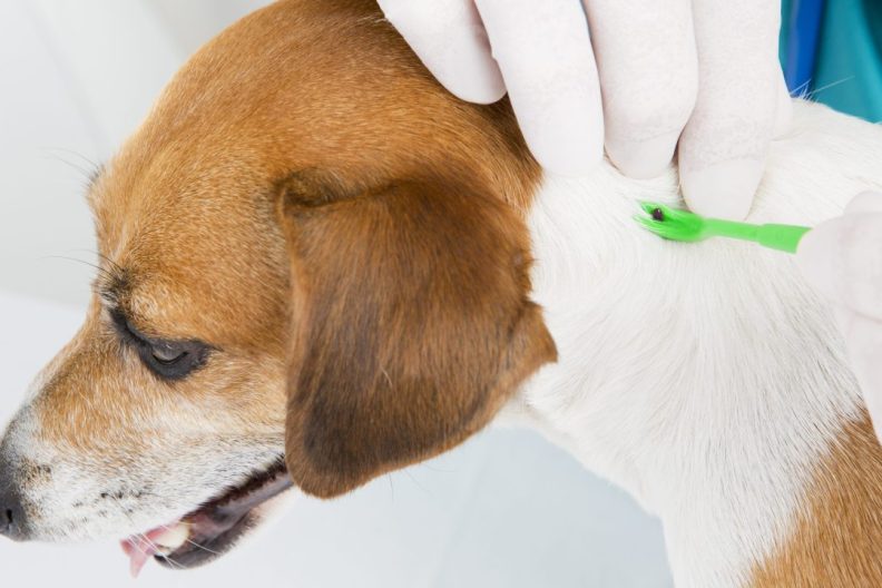 Anaplasmosis in dogs is caused by ticks. This is a beagle having a tick removed by a vet.