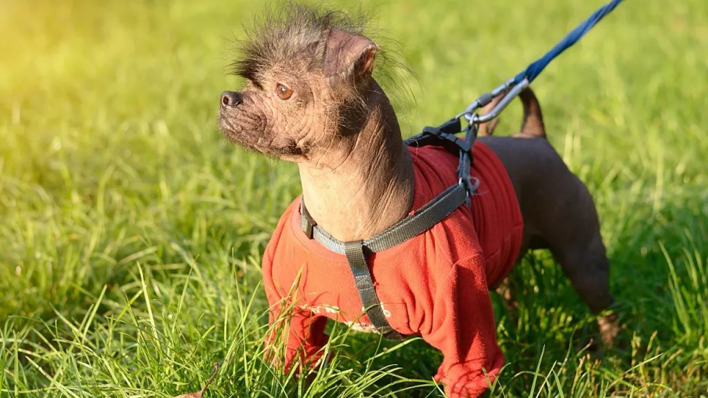 A mostly hairless Chinese Crested dog, a breed often crowned champion at the World's Ugliest Dog competition, is wearing a jacket while on a leash standing in grass.