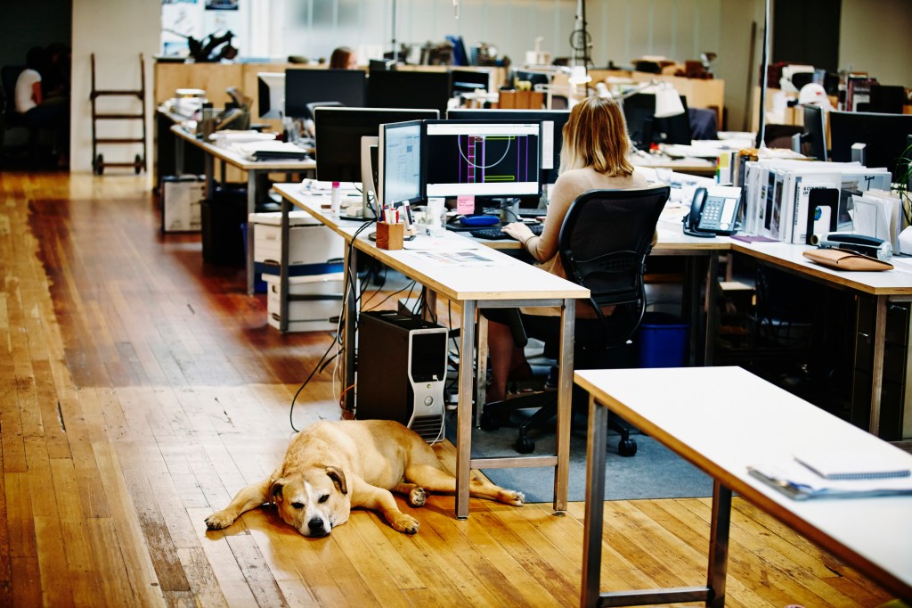 Sleeping dog lying underneath workstation in office while  businesswoman works on computer.